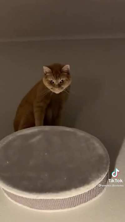 Catman!