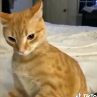 Giga Cat🗿
