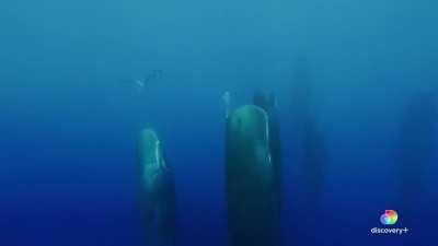 How Sperm Whales Sleep