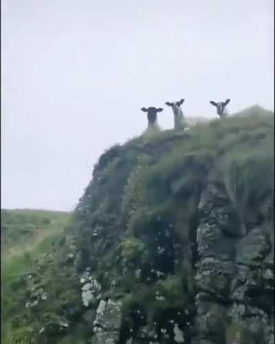 The Council of Water Sheep is always watching!