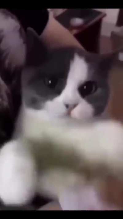 gato