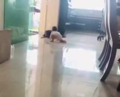 Good dog keeping baby safe