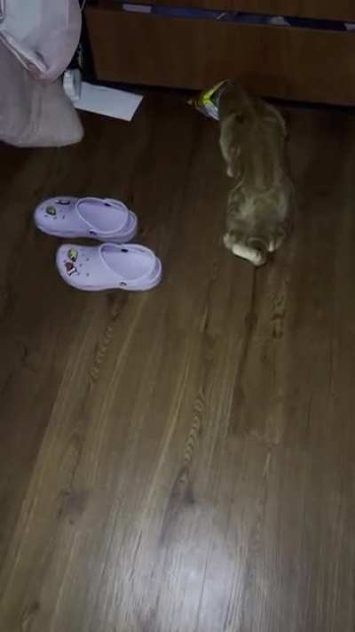My cat&rsquo;s favorite toy is literally a chip bag. All I do in clean the dust out, poke a few holes, and let her at it (w/ supervision of course&hellip;since she is not the brightest).