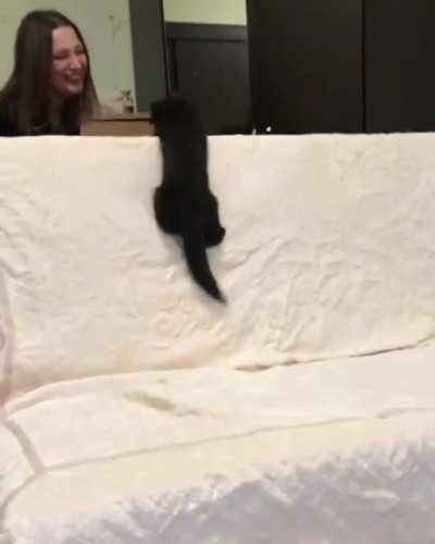 Just a Russian Sable playing boomerang.