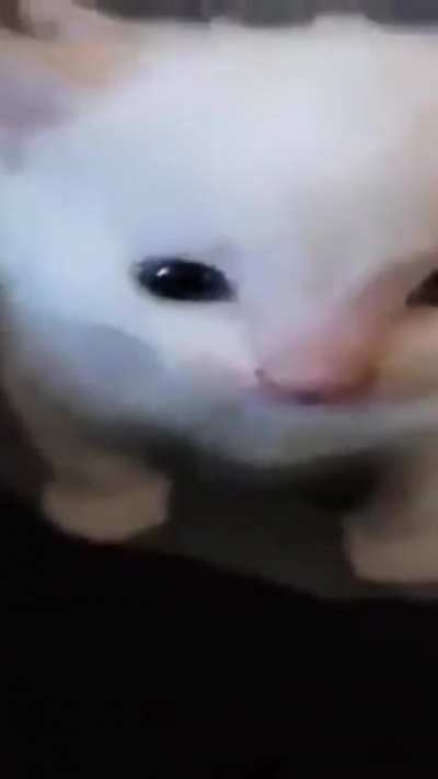 Cute kiten...