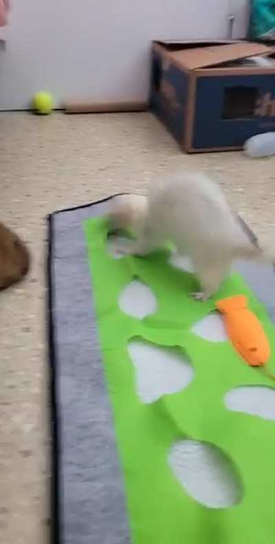 SaVaGe FeRrEt MaULs OwNeR