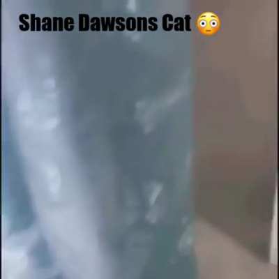 Cat?