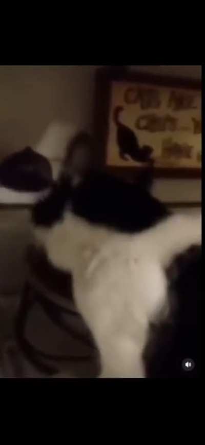 Ele est&aacute; tentando falar algo 