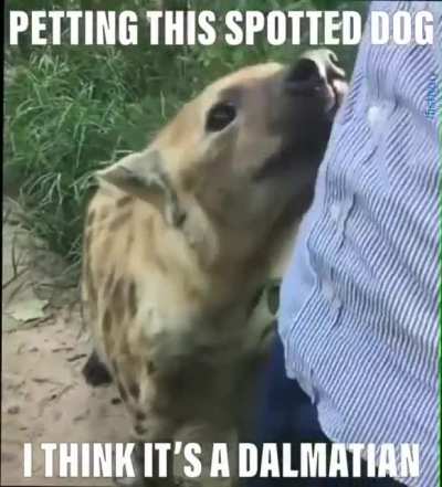 Blursed_doggo