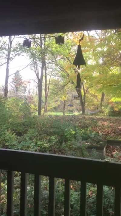 Squirrel creeped up on me on the deck