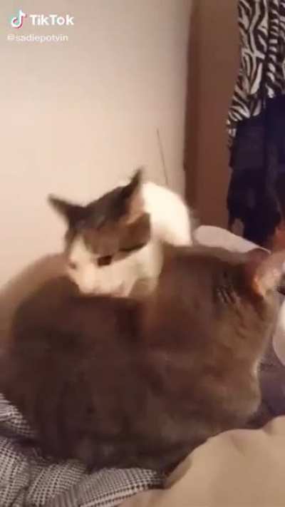 &AElig;&Auml;&Auml;&Auml;&Auml;&Auml;HHHHHH