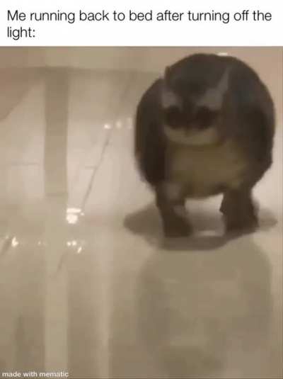 Котэ бегёт