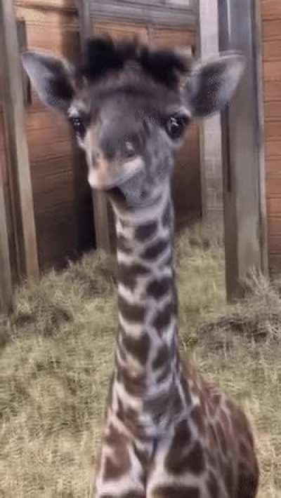 🔥 derp