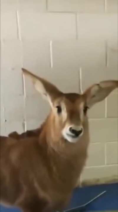 beep