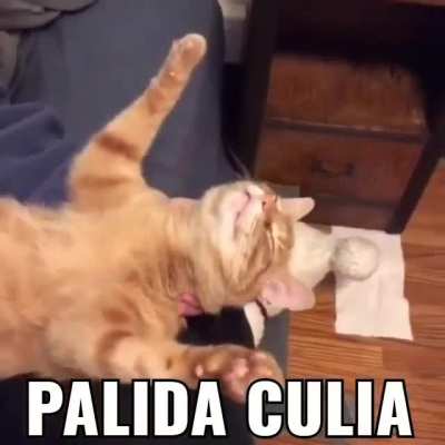 XD