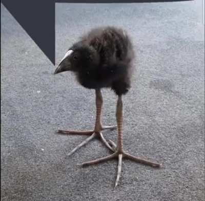Long legged bird speaking in Peanuts adult with a speech bubble above them