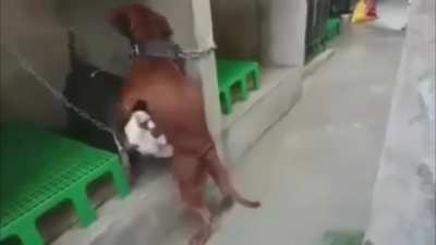 What are you doing step dog?