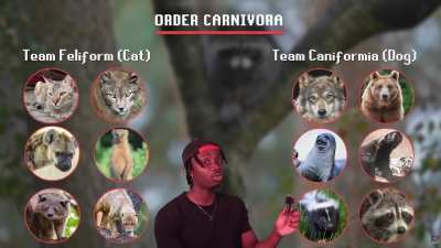 Interesting racoon facts.