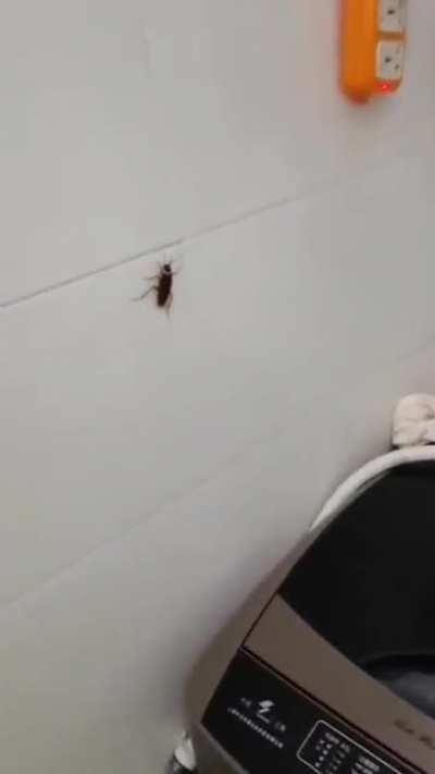 Fuck that roach🪳 