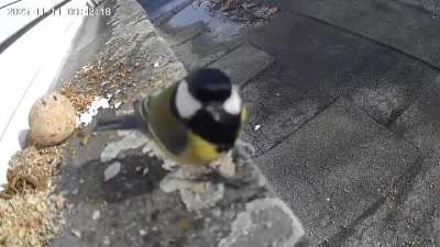 Will Austroraptor be as pretty as a GREAT TIT in GERMANY?