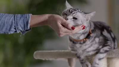 Kitty gets too high