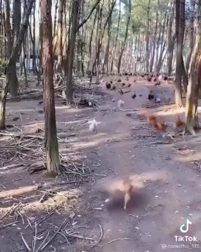 ded.
