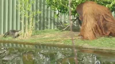 Orangutan chases otters away with a stick 🦧 🦦