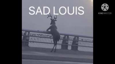 SAD LOUIS (BEASTARS)