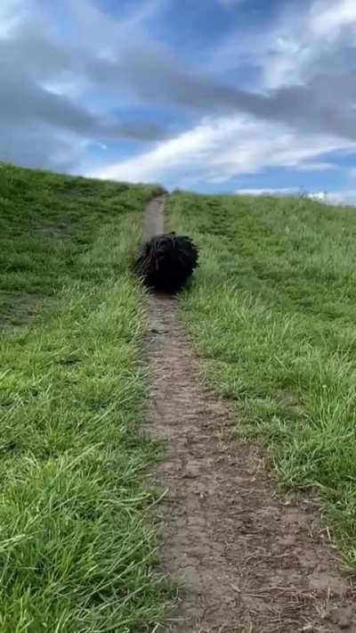 The Hungarian Puli