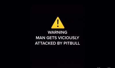 Pitbull on no