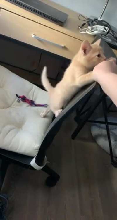 Karma thinks he&rsquo;s too small to jump, but he overcame his fear!
