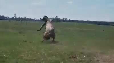 Horse taming in Mongolia