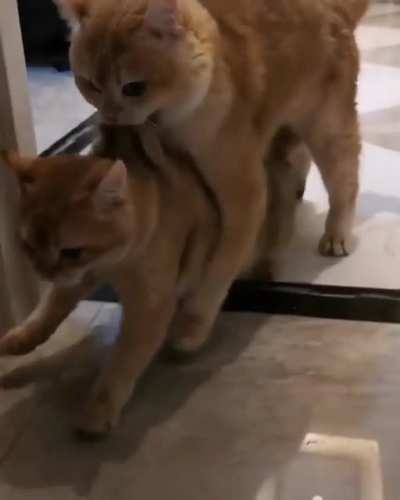 Mom &amp;amp; Big kitten