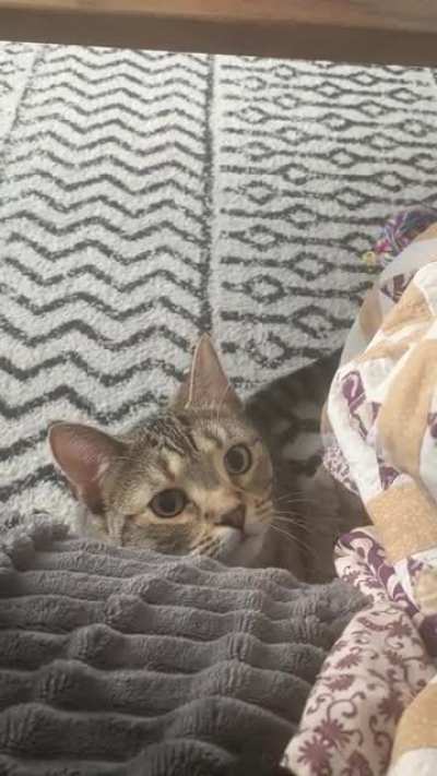Does anyone else&rsquo;s cat take forever before they finally decide to pounce?