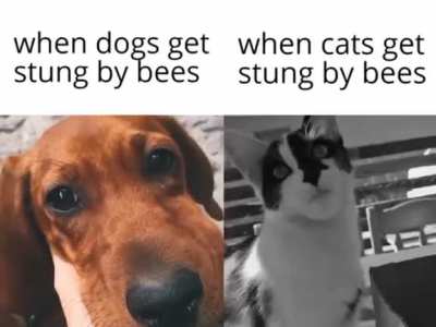 Pussy