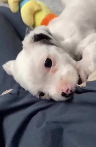 Abandoned puppy to a happy member of the family, all thanks to love and care.