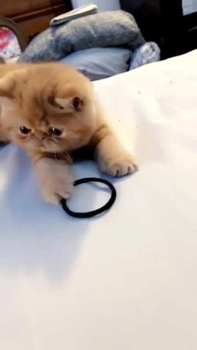 So excited playing with a hair tie he didn&rsquo;t notice the edge.