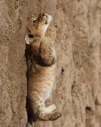 Lion cub enjoying some R&amp;amp;R