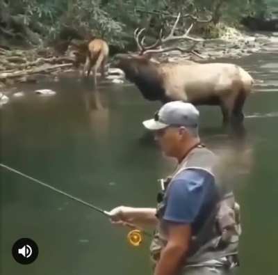 How is it people not hunting for elk have no problem running into them, but when I roll out....