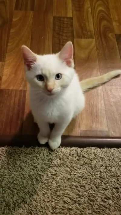 Herbert wants LOVE!