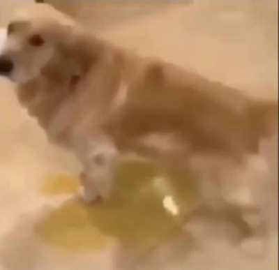 Piss Dog