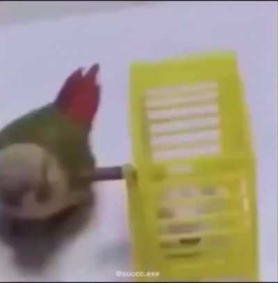no