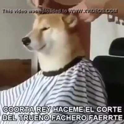 Un perro cort&aacute;ndose el pelo, simplemente epico🤑😎