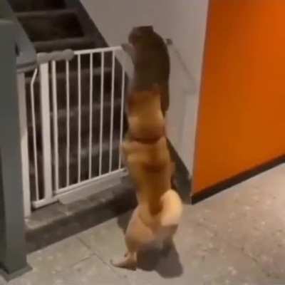 Catto