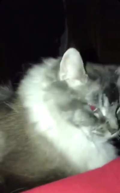 gr&auml;b d&auml; c&auml;t