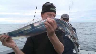 The Northern Pacific frostfish, found at depths of 100&ndash;1,000 metres. Its length is up to 112 centimetres