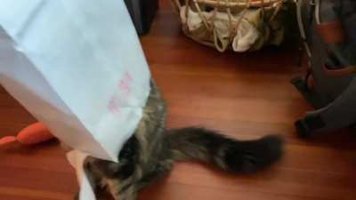 Gouda, suddenly aware she&rsquo;s inside a bag