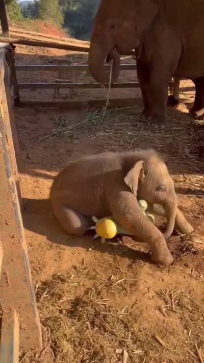 Baby elephant having the sweetest fun