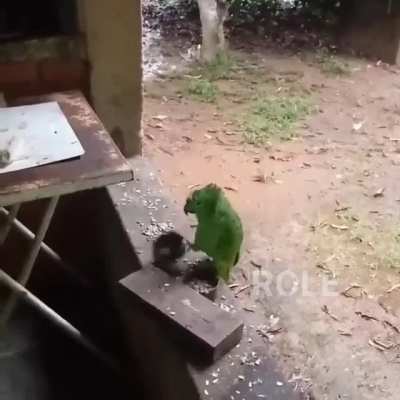 Miaaaaau!