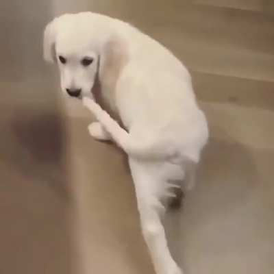 puppy wants to move around, but also wants to hold onto their tail!
